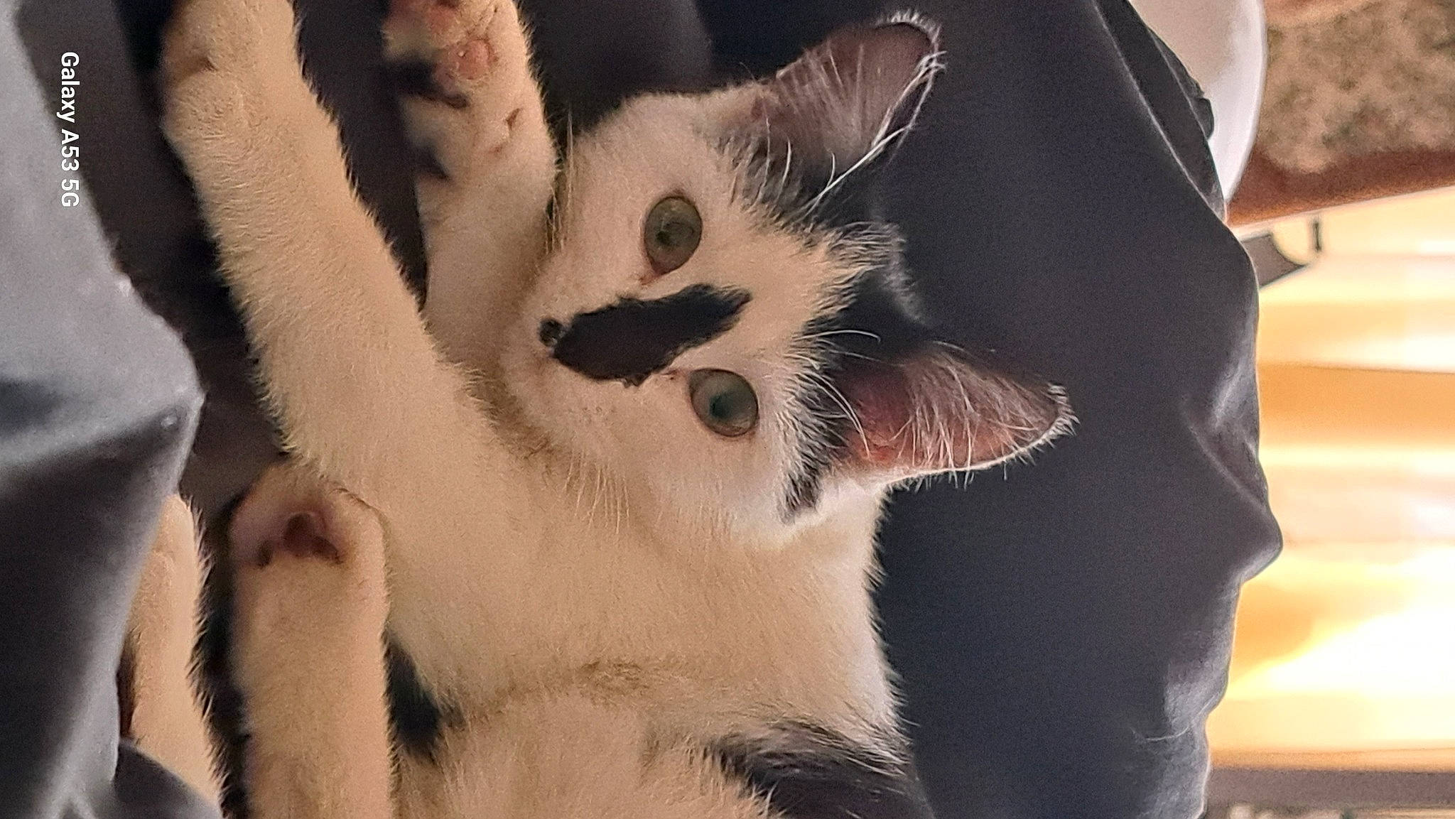 Snickers joined the competition — help win amazing prizes! carnivore, cat, claw, comfort, domestic_short_haired_cat, fawn, felidae, foot, fur, gesture, paw, small_to_medium_sized_cats, snout, tail, terrestrial_animal, whiskers, wildlife, window