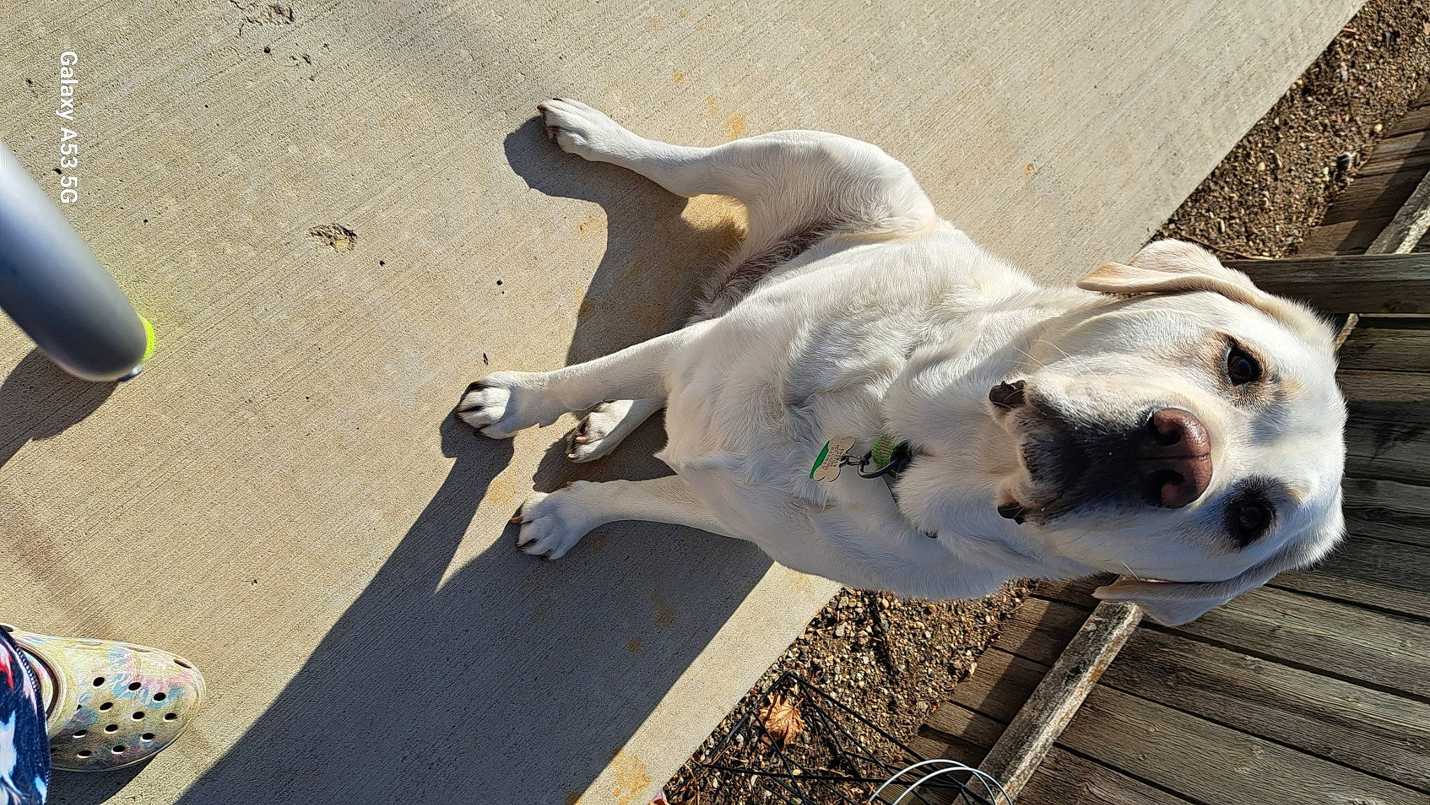 Buster joined the competition — help win amazing prizes! asphalt, carnivore, collar, companion_dog, dog, dog_breed, dog_collar, dog_supply, fawn, non_sporting_group, pet_supply, road_surface, shadow, terrestrial_animal, working_animal