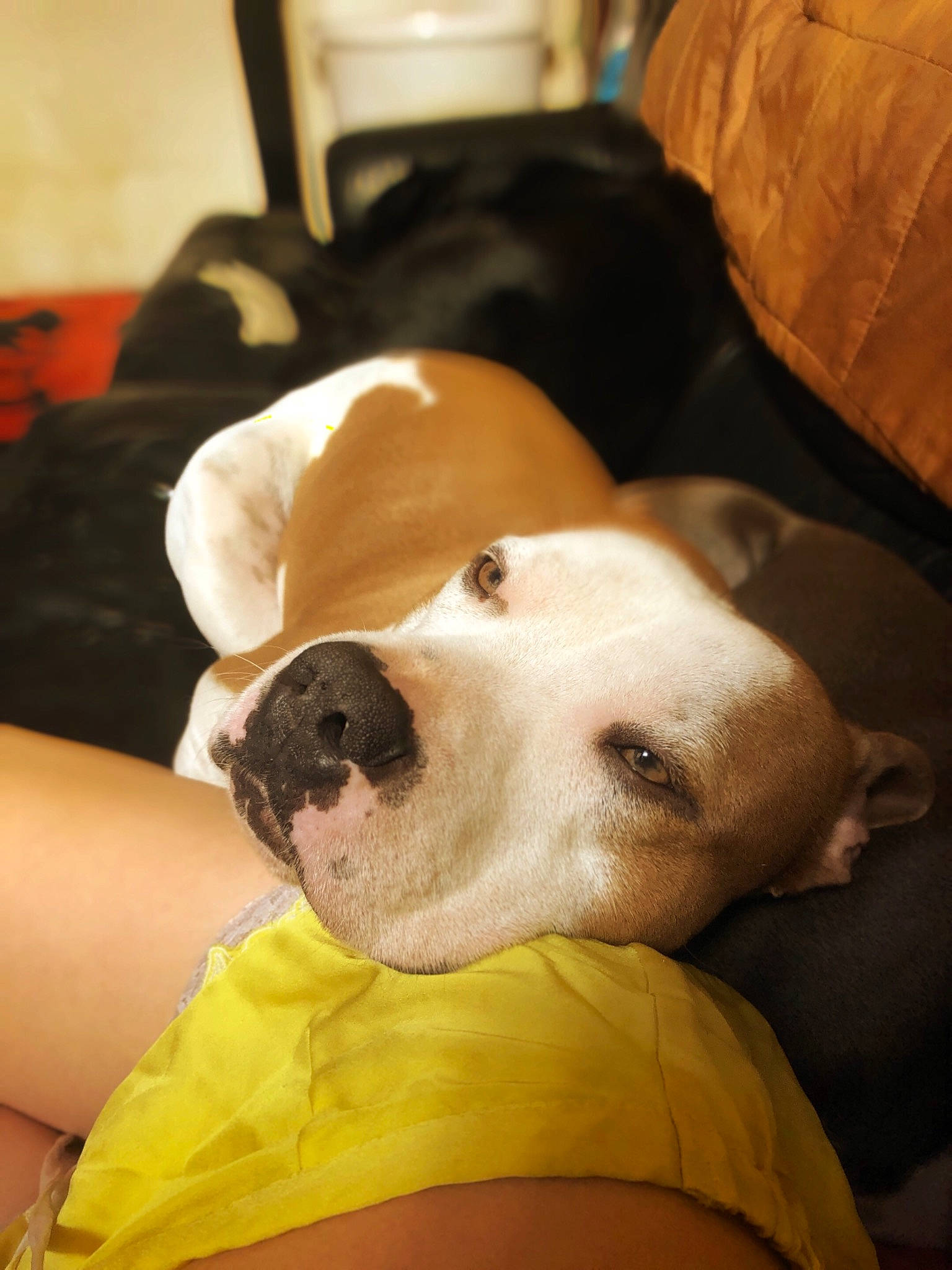 Selas participe au concours pour gagner de l'argent avec cette photo : canidae, carnivore, comfort, companion_dog, couch, dog, dog_breed, ear, fawn, fur, nap, puppy_love, scent_hound, selfie, snout, sporting_group, stuffed_toy, thigh, whiskers, working_animal