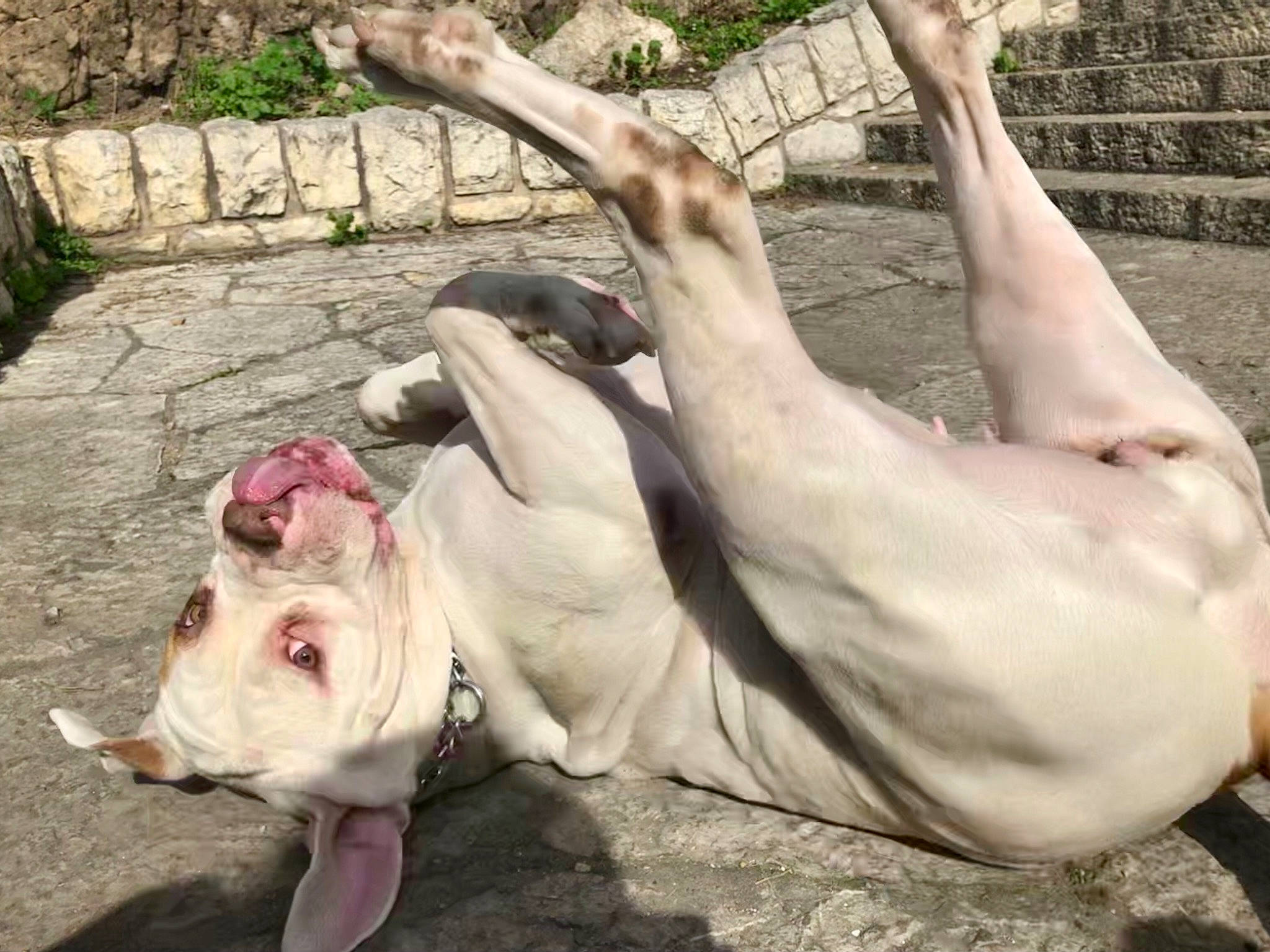 Kira a rejoint le concours — aidez-le/la à gagner de superbes lots ! canidae, carnivore, collar, comfort, companion_dog, dog, dog_breed, dog_supply, fawn, foot, gesture, grass, human_leg, non_sporting_group, plant, snout, sporting_group, tail, terrestrial_animal, working_animal