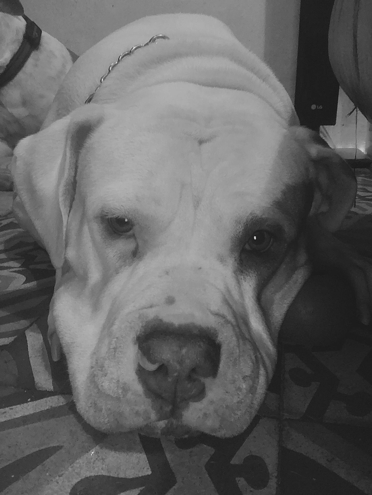 Kira participe au concours pour gagner de l'argent avec cette photo : canidae, carnivore, collar, companion_dog, dog, dog_breed, dog_collar, ear, fawn, fur, monochrome, monochrome_photography, non_sporting_group, snout, sporting_group, style, whiskers, working_animal, wrinkle