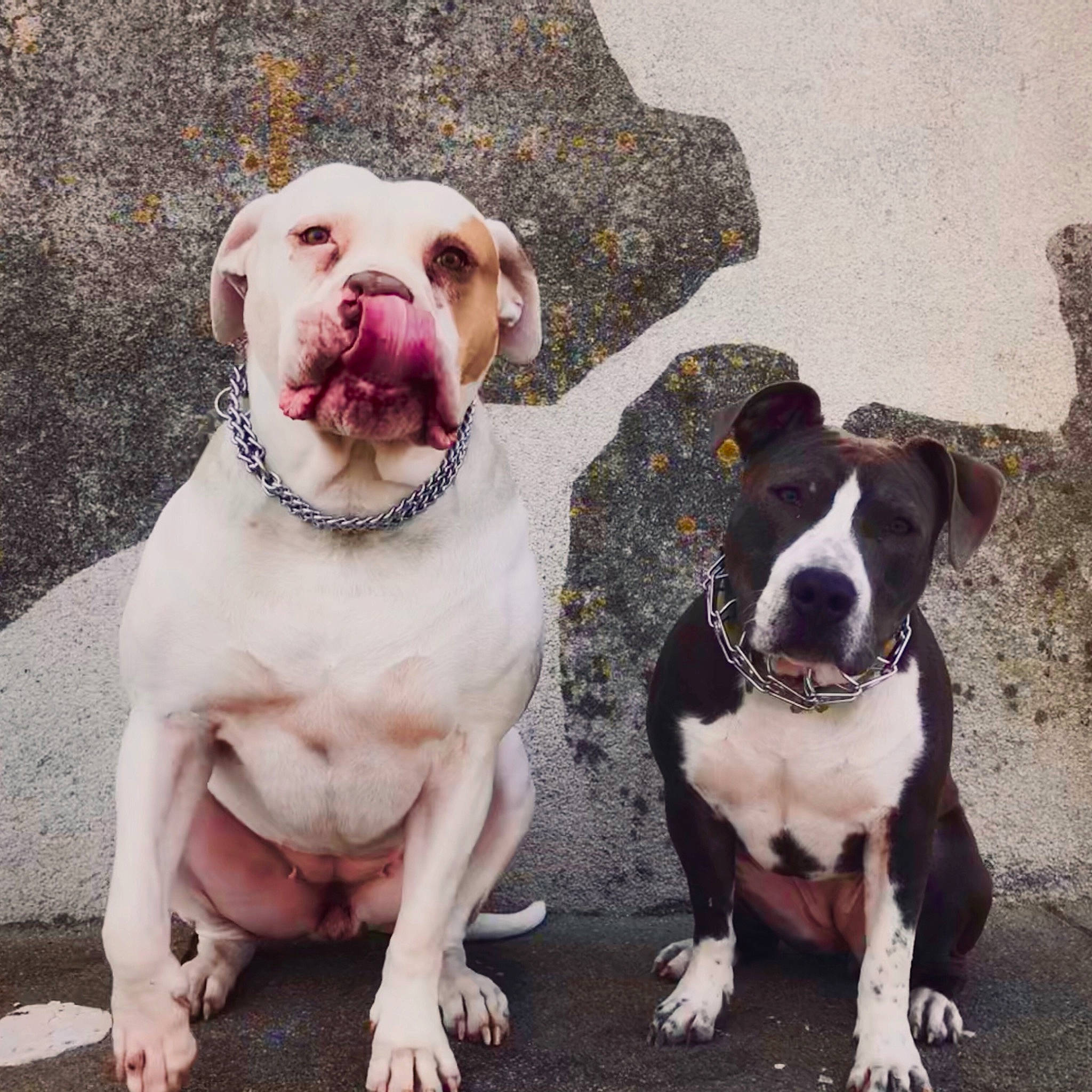 Kira a rejoint le concours — aidez-le/la à gagner de superbes lots ! canidae, carnivore, collar, companion_dog, dog, dog_breed, dog_collar, fawn, fur, happy, leash, non_sporting_group, paw, petal, plant, snout, sporting_group, whiskers, working_animal, working_dog