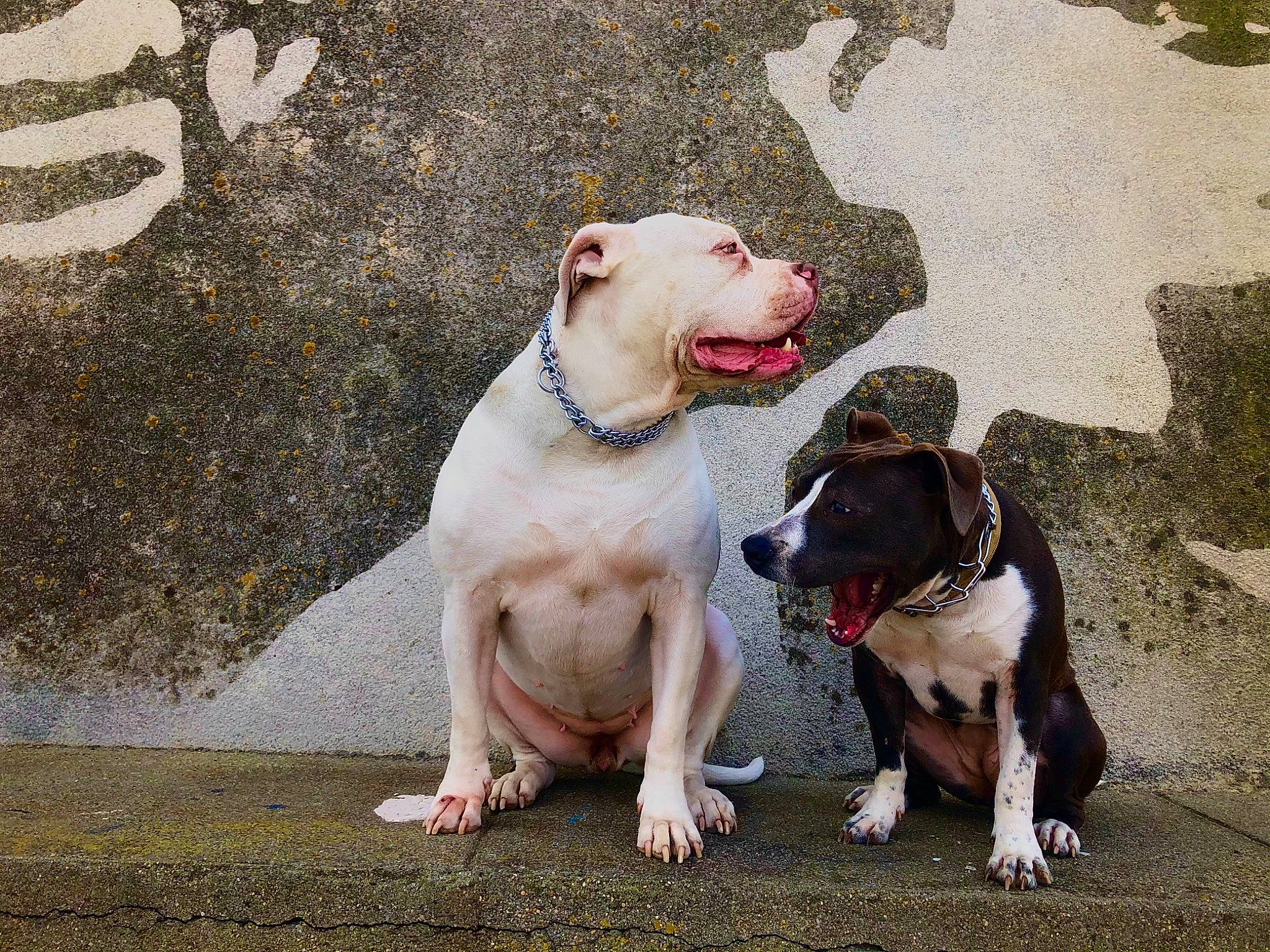 Kira a rejoint le concours — aidez-le/la à gagner de superbes lots ! canidae, carnivore, collar, companion_dog, concrete, dog, dog_breed, dog_collar, dog_supply, fawn, grass, gun_dog, hunting_dog, leash, non_sporting_group, paw, sporting_group, tail, working_animal, working_dog