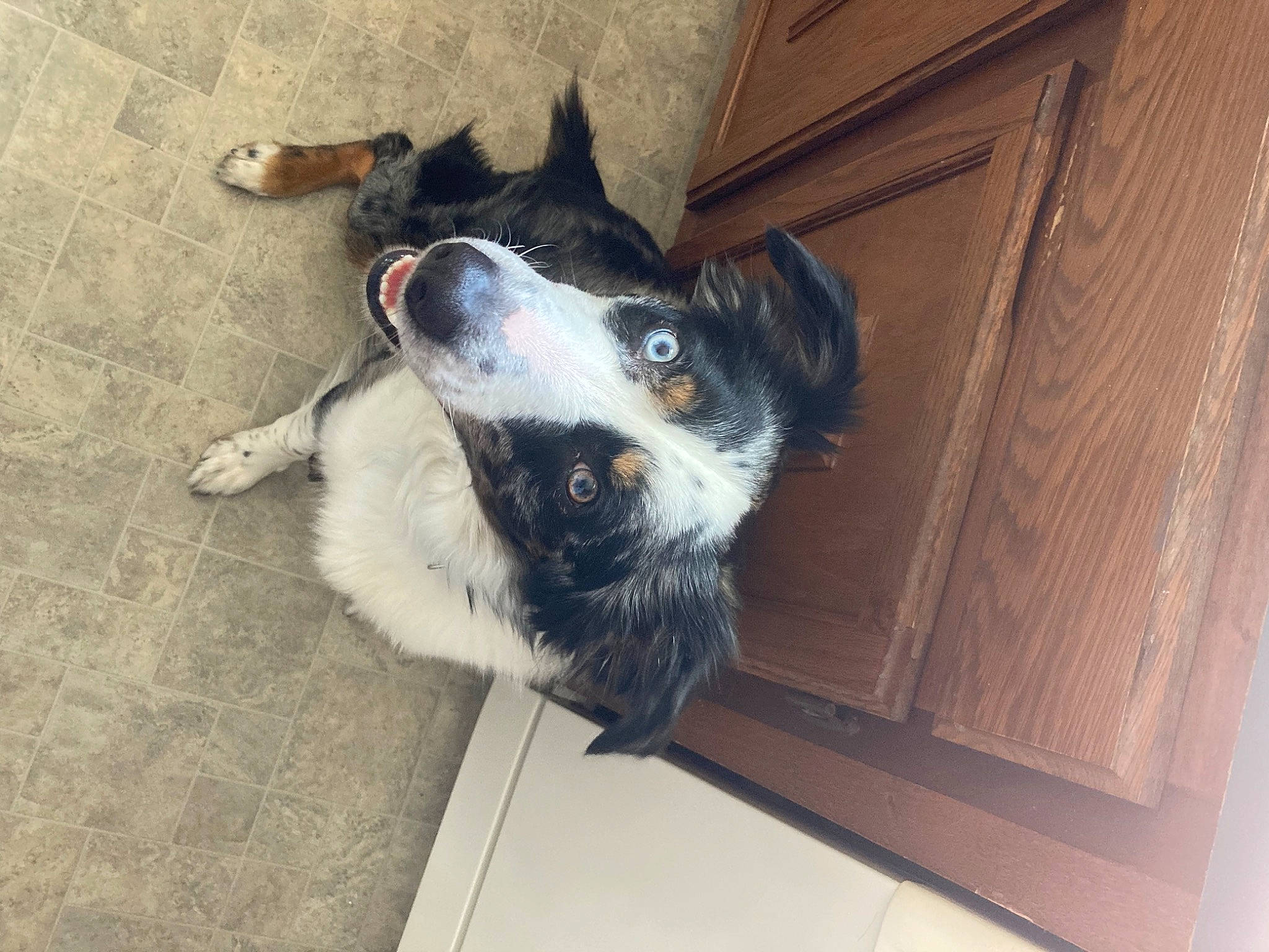 Chief joined the competition — help win amazing prizes! canidae, carnivore, companion_dog, dog, dog_breed, felidae, flooring, foot, fur, hardwood, herding_dog, paw, puppy, rectangle, small_to_medium_sized_cats, tail, whiskers, window, wood, working_animal