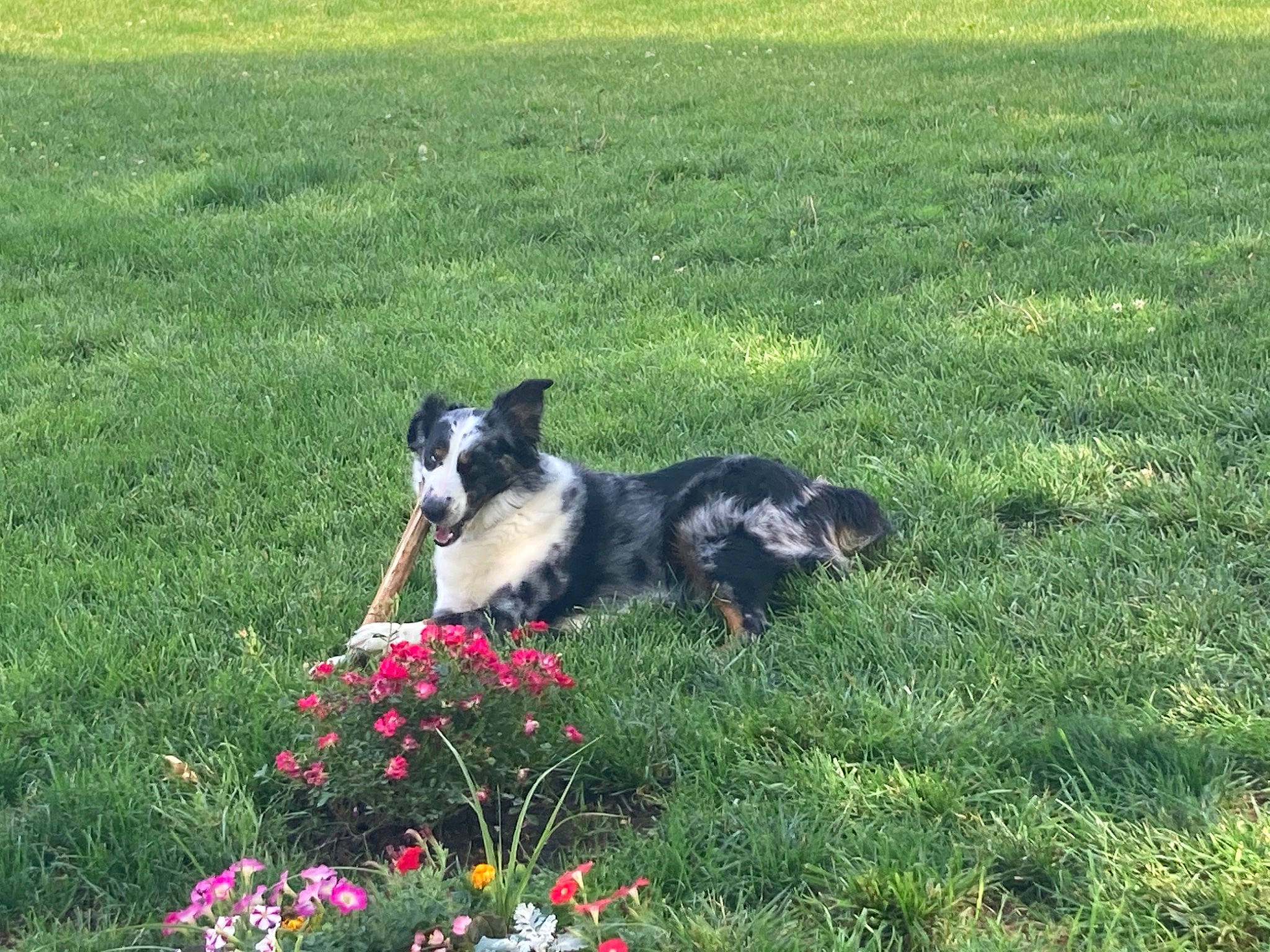 Chief joined the competition — help win amazing prizes! border_collie, canidae, carnivore, companion_dog, dog, dog_breed, flower, grass, grass_family, grassland, groundcover, herding_dog, lawn, meadow, petal, plant, sporting_group, tail, working_animal, working_dog