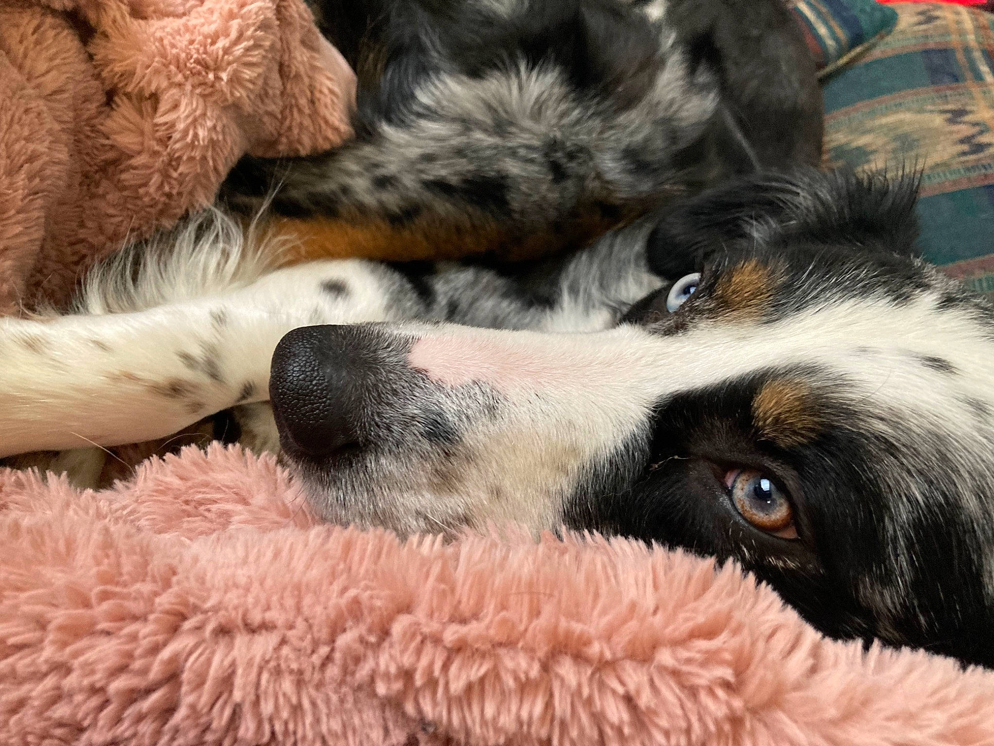 Chief is registered to the contest to win money with this photo: canidae, carnivore, close_up, comfort, companion_dog, dog, dog_breed, fawn, felidae, fur, mammal, paw, small_to_medium_sized_cats, snout, sporting_group, tail, terrestrial_animal, vertebrate, whiskers, working_animal