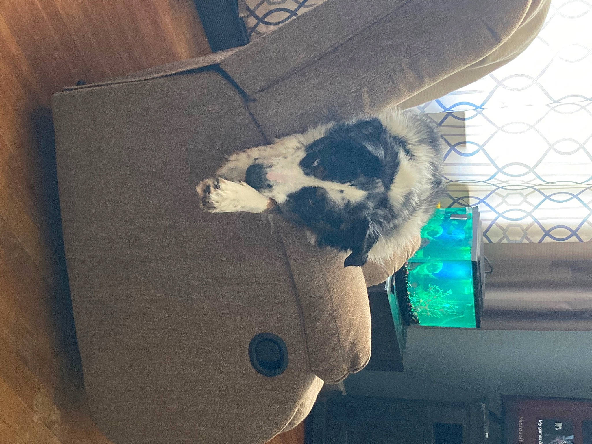 Chief joined the competition — help win amazing prizes! audio_equipment, carnivore, chair, cloud, companion_dog, dog_breed, electric_blue, felidae, fur, grey, metal, room, sky, small_to_medium_sized_cats, square, stuffed_toy, tail, tints_and_shades, whiskers, wood