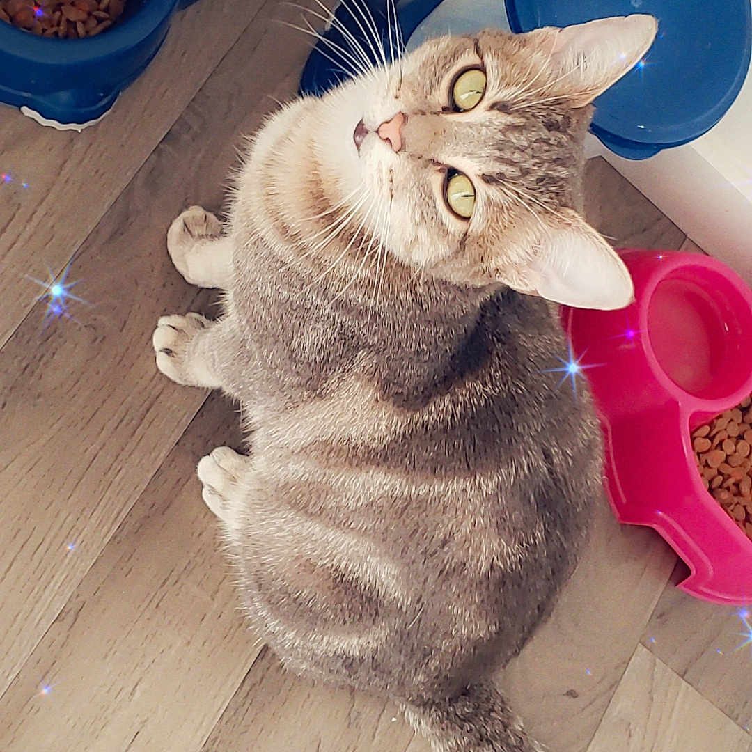 Mimosa