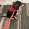 dog, black_dog, tan_markings, sitting, pet, bandana, red_bandana, leash, collar, indoors, carpet, striped_carpet, floor, door, wall, portrait, animal, companion, fashionable, well_groomed