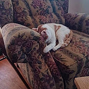 Runt joined the competition — help win amazing prizes! animal, armchair, cat, comfort, cozy, curled_up, domestic, floral_pattern, furniture, home, indoor, orange_and_white, peaceful, pet, quiet, relaxation, resting, sleeping, vintage, wooden_floor
