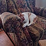animal, armchair, cat, comfort, cozy, curled_up, domestic, floral_pattern, furniture, home, indoor, orange_and_white, peaceful, pet, quiet, relaxation, resting, sleeping, vintage, wooden_floor