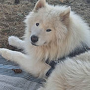 Jinko participe au concours pour gagner de l'argent avec cette photo : animal, blanket, calm, canine, closeup, daylight, dog, ears, fluffy, fur, grass, leisure, muzzle, nature, outdoor, pet, pine_cones, portrait, resting, white_dog