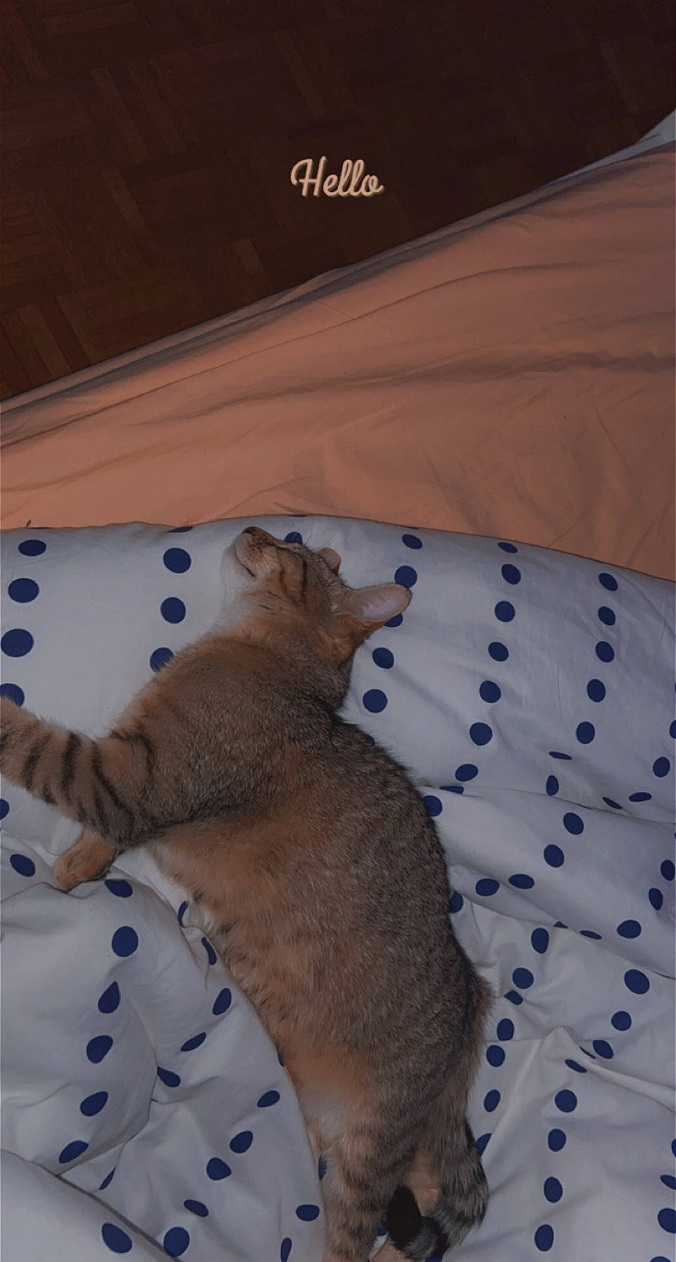 Savanna participe au concours pour gagner de l'argent avec cette photo : bed, bedding, bedroom, carnivore, cat, comfort, companion_dog, dog_breed, fawn, felidae, grey, linens, pattern, product, remote_control, sleeve, small_to_medium_sized_cats, stuffed_toy, tail, whiskers