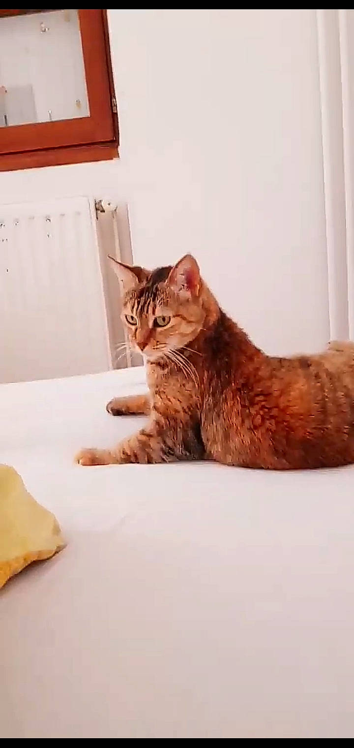 Hiris a rejoint le concours — aidez-le/la à gagner de superbes lots ! asian, carnivore, cat, domestic_short_haired_cat, ear, european_shorthair, fawn, felidae, fur, kitten, room, small_to_medium_sized_cats, somali, tabby_cat, tail, whiskers