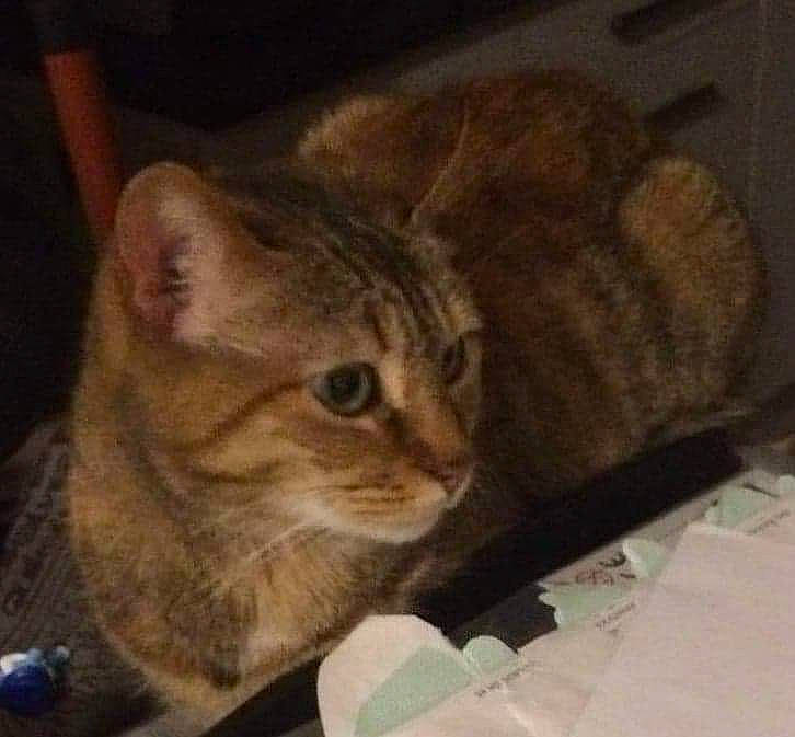 Hiris participe au concours pour gagner de l'argent avec cette photo : american_shorthair, asian, california_spangled, carnivore, cat, chausie, domestic_short_haired_cat, dragon_li, ear, european_shorthair, eye, fawn, felidae, fur, kitten, mammal, photography, small_to_medium_sized_cats, tabby_cat, whiskers