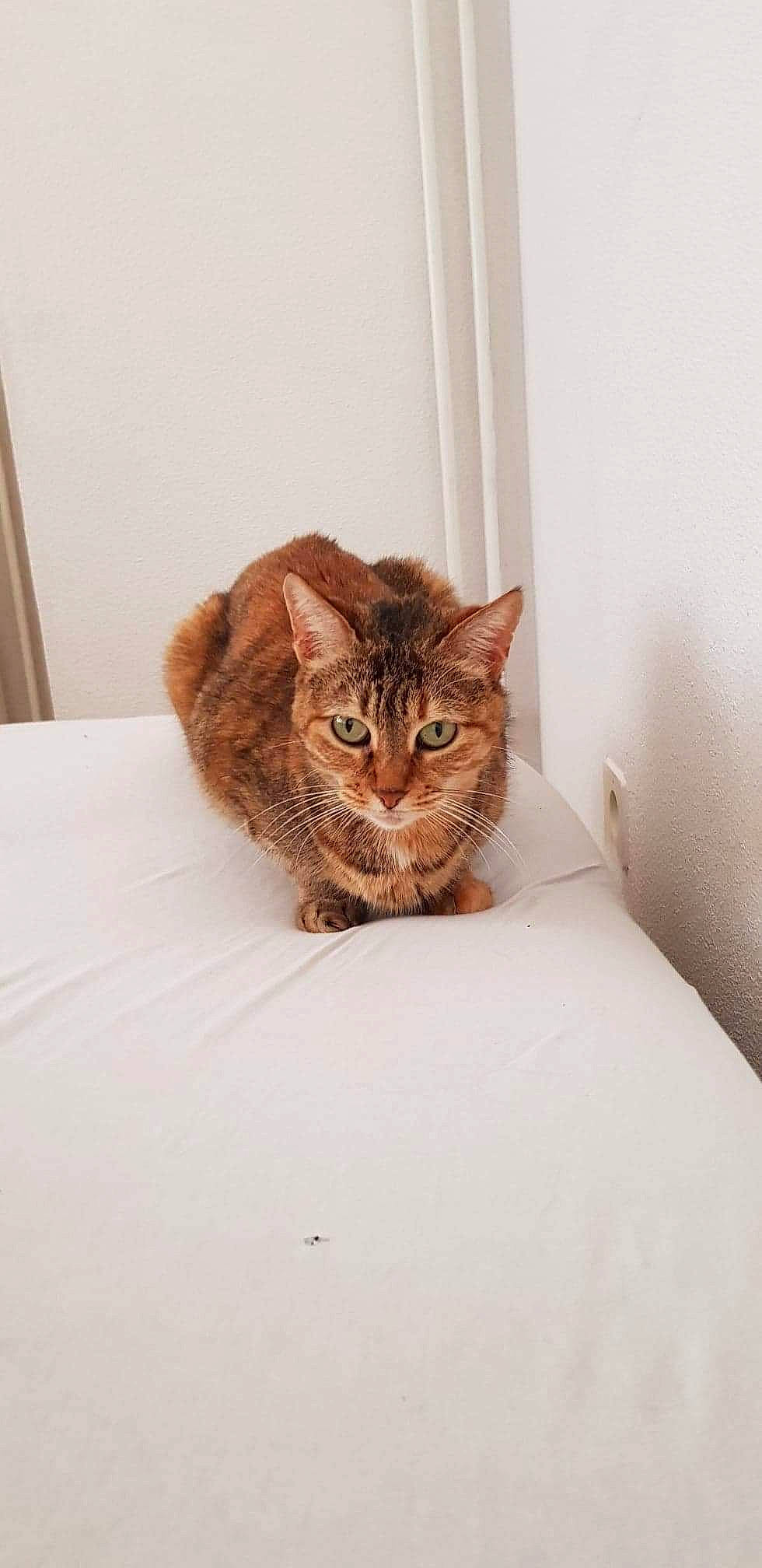 Hiris participe au concours pour gagner de l'argent avec cette photo : american_shorthair, asian, bengal, british_semi_longhair, carnivore, cat, domestic_short_haired_cat, dragon_li, ear, european_shorthair, eye, felidae, fur, kitten, mammal, small_to_medium_sized_cats, tabby_cat, whiskers