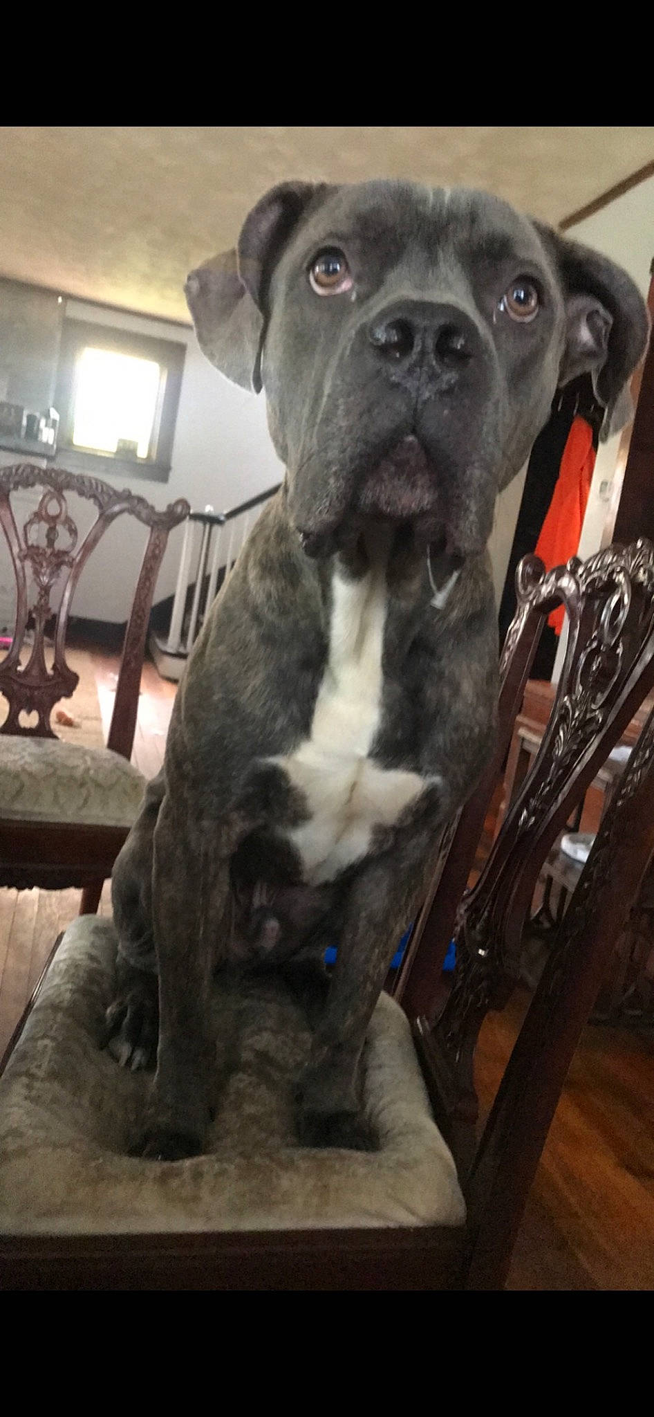 Brutus is registered to the contest to win money with this photo: american_bulldog, american_pit_bull_terrier, bandog, boxer, bullmastiff, cane_corso, canidae, carnivore, companion_dog, dog, dog_breed, fawn, mammal, molosser, non_sporting_group, pit_bull, snout, sporting_group, valley_bulldog, vertebrate