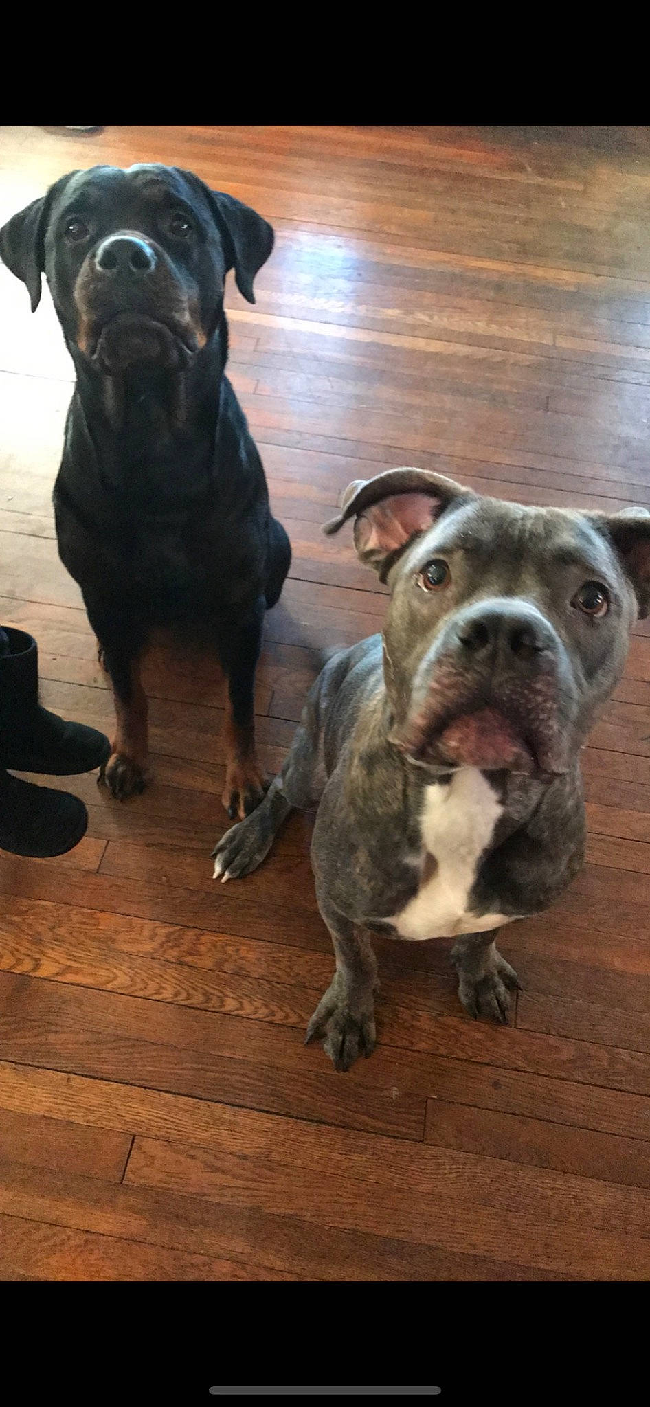 Brutus is registered to the contest to win money with this photo: american_bulldog, american_pit_bull_terrier, bandog, canidae, carnivore, dog, dog_breed, fawn, mammal, molosser, non_sporting_group, olde_english_bulldogge, pit_bull, rare_breed_dog, renascence_bulldogge, snout, sporting_group, staffordshire_bull_terrier, valley_bulldog, vertebrate