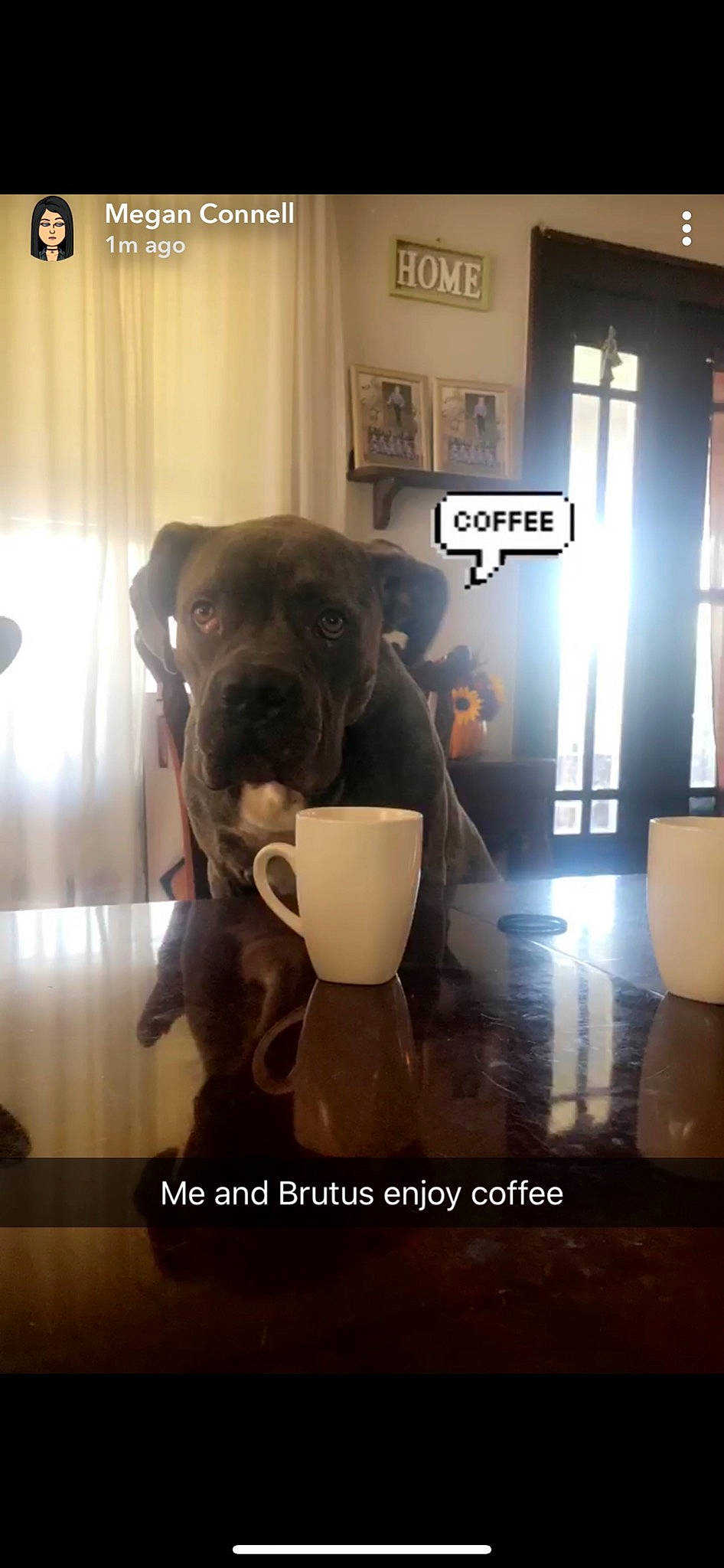 Brutus joined the competition — help win amazing prizes! american_pit_bull_terrier, bandog, cane_corso, canidae, carnivore, companion_dog, dog, dog_breed, fawn, guard_dog, non_sporting_group, photo_caption, pit_bull, snout