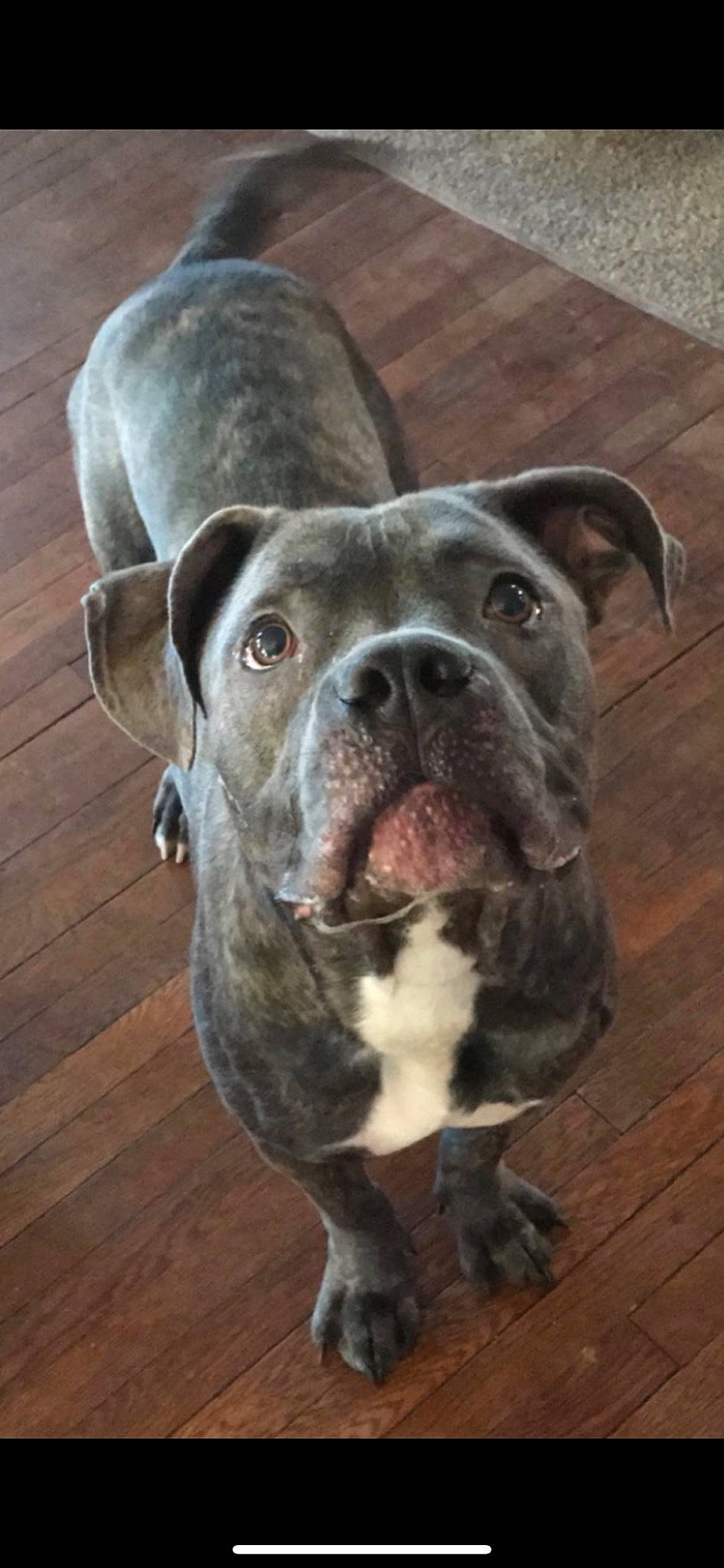 Brutus joined the competition — help win amazing prizes! american_bulldog, american_pit_bull_terrier, bandog, boxer, bulldog, canidae, carnivore, dog, dog_breed, mammal, molosser, non_sporting_group, olde_english_bulldogge, pit_bull, rare_breed_dog, renascence_bulldogge, snout, sporting_group, valley_bulldog, vertebrate