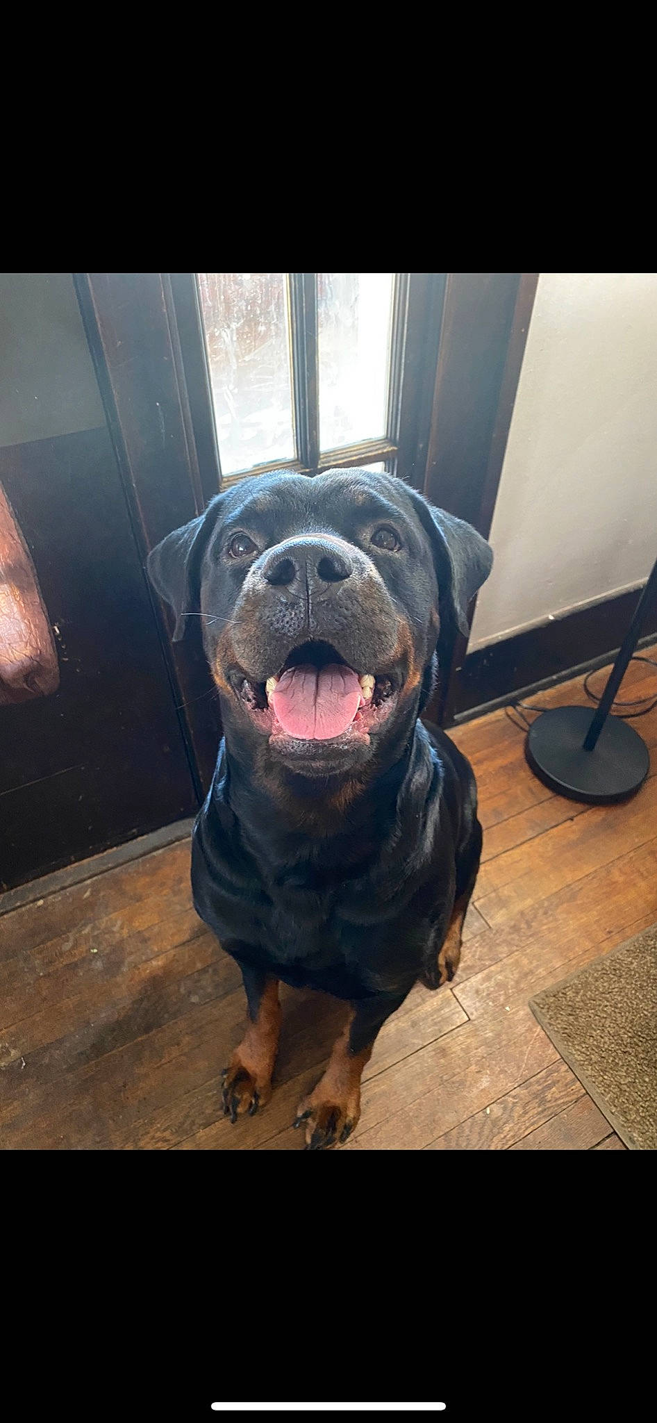 Dallas joined the competition — help win amazing prizes! american_bulldog, american_pit_bull_terrier, canidae, carnivore, companion_dog, dog, dog_breed, fawn, mammal, molosser, rare_breed_dog, rottweiler, snout, sporting_group, vertebrate, working_dog