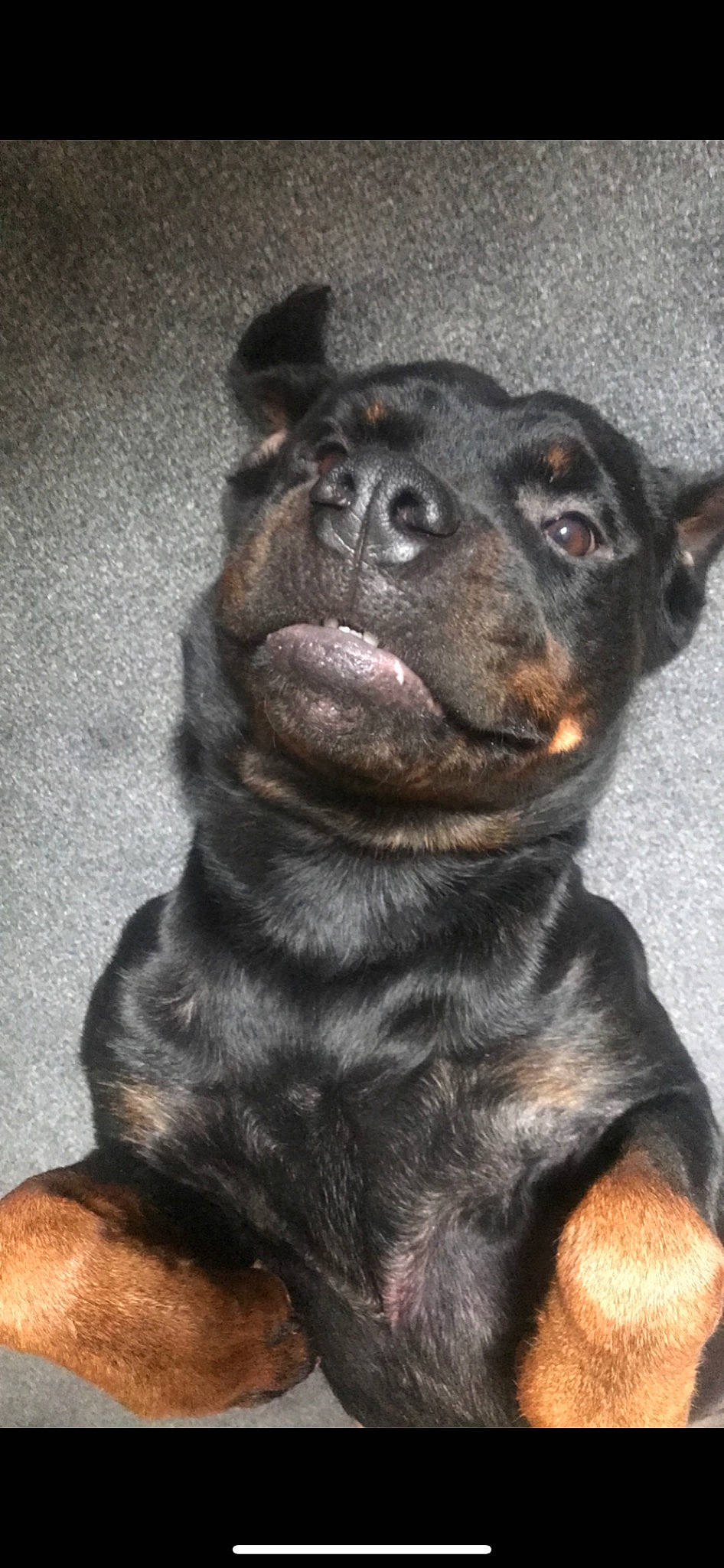 Dallas is registered to the contest to win money with this photo: beauceron, canidae, carnivore, companion_dog, dog, dog_breed, guard_dog, mammal, rottweiler, snout, sporting_group, vertebrate