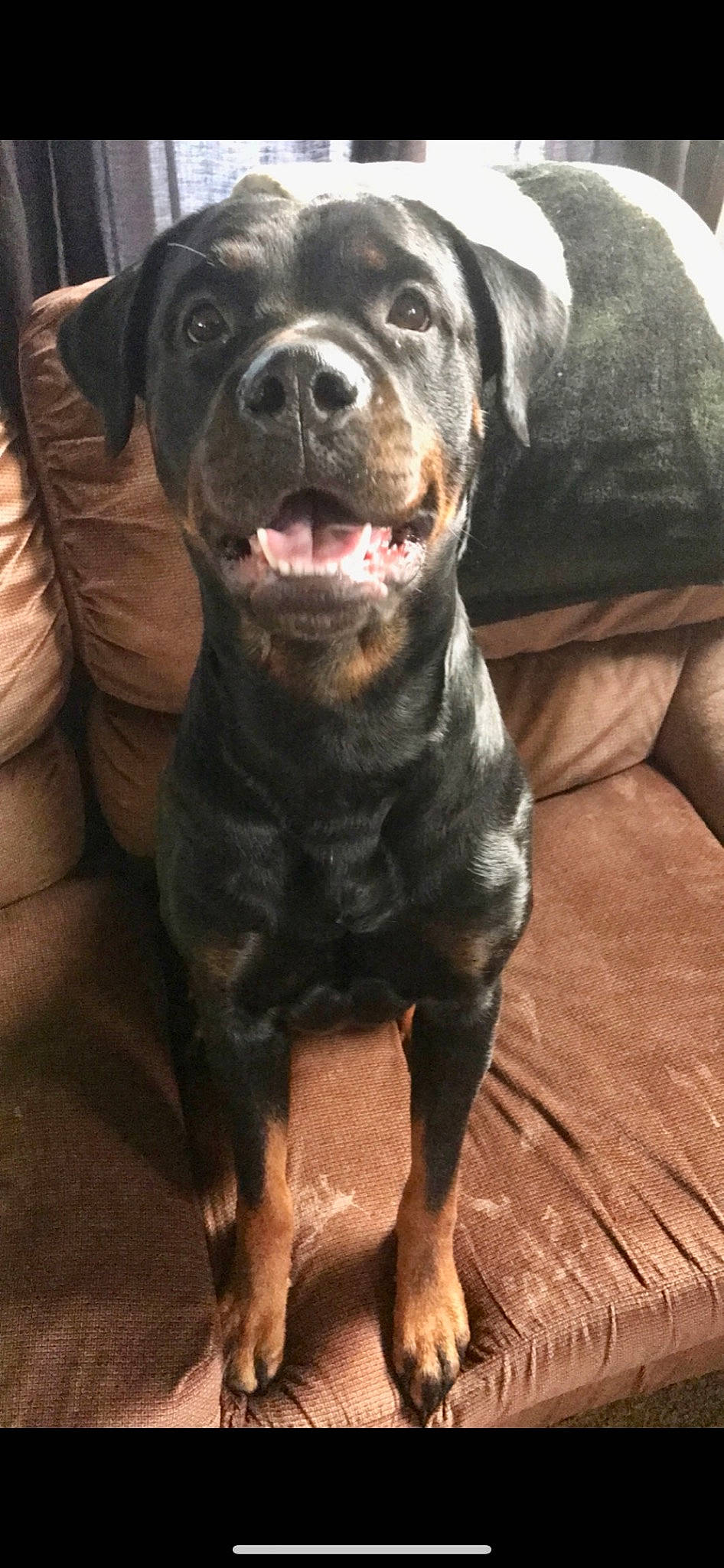 Dallas is registered to the contest to win money with this photo: american_pit_bull_terrier, canidae, carnivore, dog, dog_breed, fawn, mammal, molosser, rare_breed_dog, rottweiler, sporting_group, vertebrate, working_dog