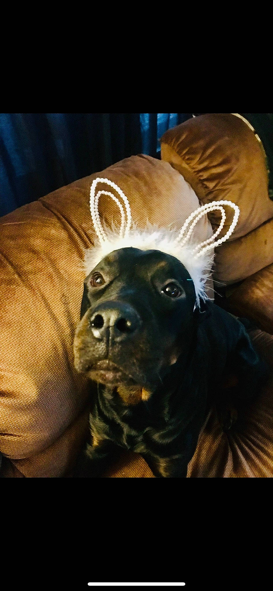 Dallas joined the competition — help win amazing prizes! american_pit_bull_terrier, canidae, carnivore, companion_dog, dog, dog_breed, fawn, french_bulldog, mammal, non_sporting_group, puppy, snout, sporting_group, whiskers