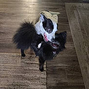 Mochei is registered to the contest to win money with this photo: active, animal, black_dog, canine, collar, companions, dog, domestic, friendly, fun, fur, home, indoor, motion, pets, playing, rug, two_animals, white_dog, wooden_floor