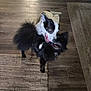 active, animal, black_dog, canine, collar, companions, dog, domestic, friendly, fun, fur, home, indoor, motion, pets, playing, rug, two_animals, white_dog, wooden_floor