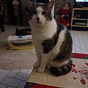 Iron a rejoint le concours — aidez-le/la à gagner de superbes lots ! animal, blurred_background, cat, close_up, cozy, decorations, face, floor_tiles, furniture, gray_fur, holiday_decor, household, indoor, living_room, pet, sitting, tablecloth, tail, whiskers, white_fur