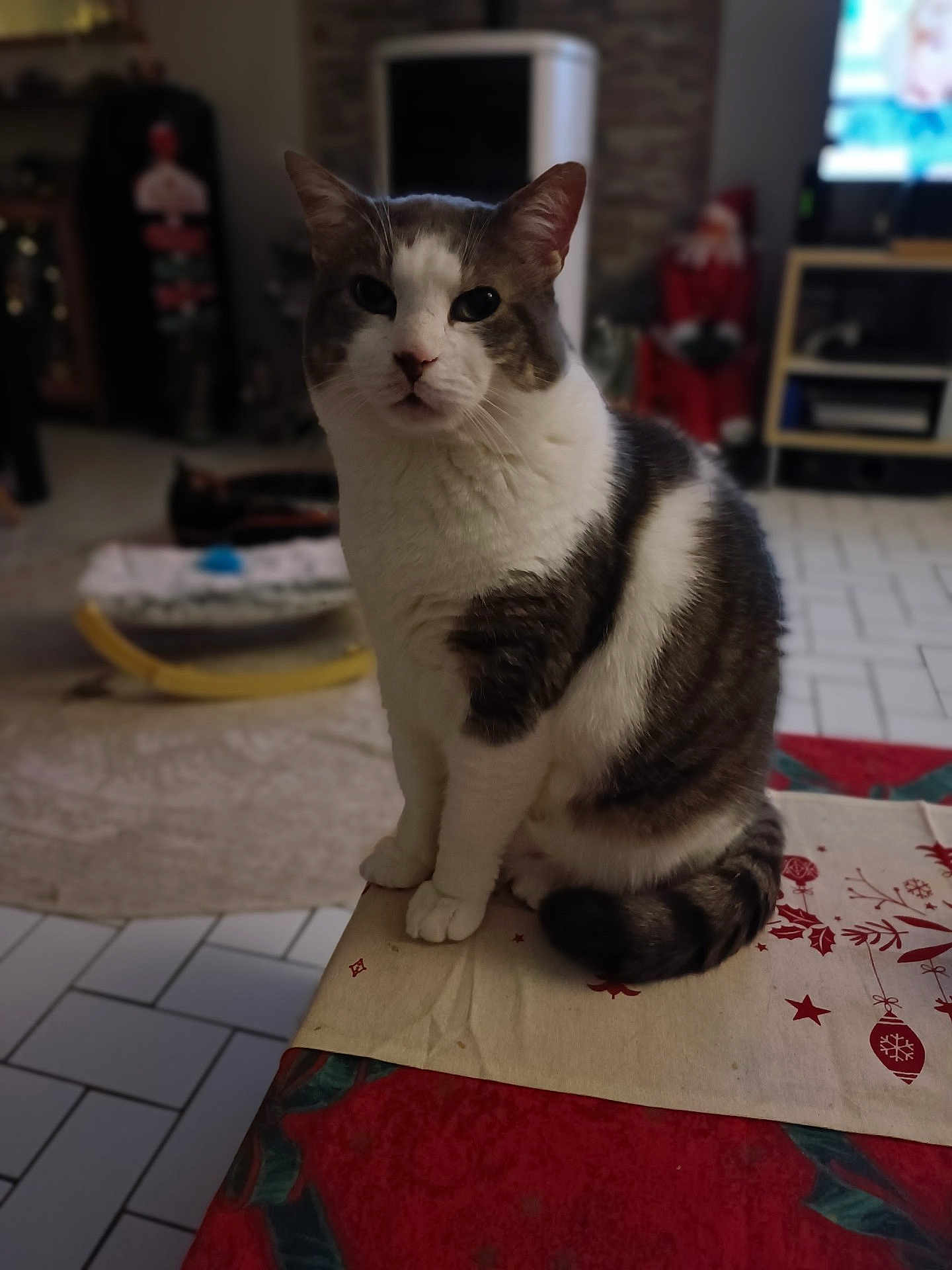 Iron a rejoint le concours — aidez-le/la à gagner de superbes lots ! animal, blurred_background, cat, close_up, cozy, decorations, face, floor_tiles, furniture, gray_fur, holiday_decor, household, indoor, living_room, pet, sitting, tablecloth, tail, whiskers, white_fur