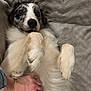 dog, pet, belly_rub, lying_down, fluffy, white_fur, black_and_white, paw, hand, blanket, indoor, relaxed, cute, speckled_face, fur, canine, companion, comfort, resting, playful