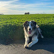 Aïko a rejoint le concours — aidez-le/la à gagner de superbes lots ! dog, canine, outdoor, field, grass, sky, blue_sky, sunlight, happy, tongue_out, pavement, nature, animal, pet, leash, resting, daytime, clouds, greenery, landscape