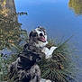 dog, water, lake, grass, nature, outdoor, animal, happy, pet, reflection, tree, sky, fur, smiling, leash, roots, ground, daylight, shallow_water, plant