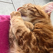 Garfield participe au concours pour gagner de l'argent avec cette photo : bengal, california_spangled, cat, cat_like_mammal, domestic_short_haired_cat, dragon_li, european_shorthair, fauna, fur, kitten, ocicat, paw, pixie_bob, small_to_medium_sized_cats, snout, tabby_cat, toyger, whiskers