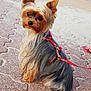 Naïa participe au concours pour gagner de l'argent avec cette photo : australian_silky_terrier, australian_terrier, biewer_terrier, carnivoran, companion_dog, dog, dog_breed, dog_clothes, dog_like_mammal, morkie, puppy, small_terrier, snout, terrier, toy_dog, yorkshire_terrier