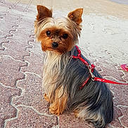 Naïa participe au concours pour gagner de l'argent avec cette photo : australian_silky_terrier, australian_terrier, biewer_terrier, carnivoran, companion_dog, dog, dog_breed, dog_clothes, dog_like_mammal, mammal, morkie, puppy, small_terrier, snout, terrier, toy_dog, vertebrate, yorkshire_terrier