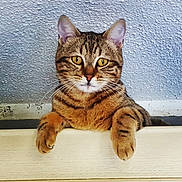 Mistral participe au concours pour gagner de l'argent avec cette photo : american_shorthair, asian, bengal, california_spangled, carnivoran, cat, cat_like_mammal, domestic_short_haired_cat, dragon_li, european_shorthair, fauna, fur, mammal, ocicat, pixie_bob, small_to_medium_sized_cats, snout, tabby_cat, toyger, whiskers