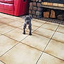 Osko a rejoint le concours — aidez-le/la à gagner de superbes lots ! concrete, dog, dog_like_mammal, floor, flooring, hardwood, mammal, tile, wood, wood_flooring
