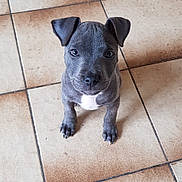 Osko participe au concours pour gagner de l'argent avec cette photo : american_pit_bull_terrier, american_staffordshire_terrier, carnivoran, dog, dog_breed, dog_like_mammal, patterdale_terrier, pit_bull, puppy, snout, whiskers