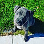 Osko participe au concours pour gagner de l'argent avec cette photo : american_pit_bull_terrier, american_staffordshire_terrier, carnivoran, dog, dog_breed, dog_like_mammal, grass, mammal, plant, puppy, snout, staffordshire_bull_terrier, whiskers