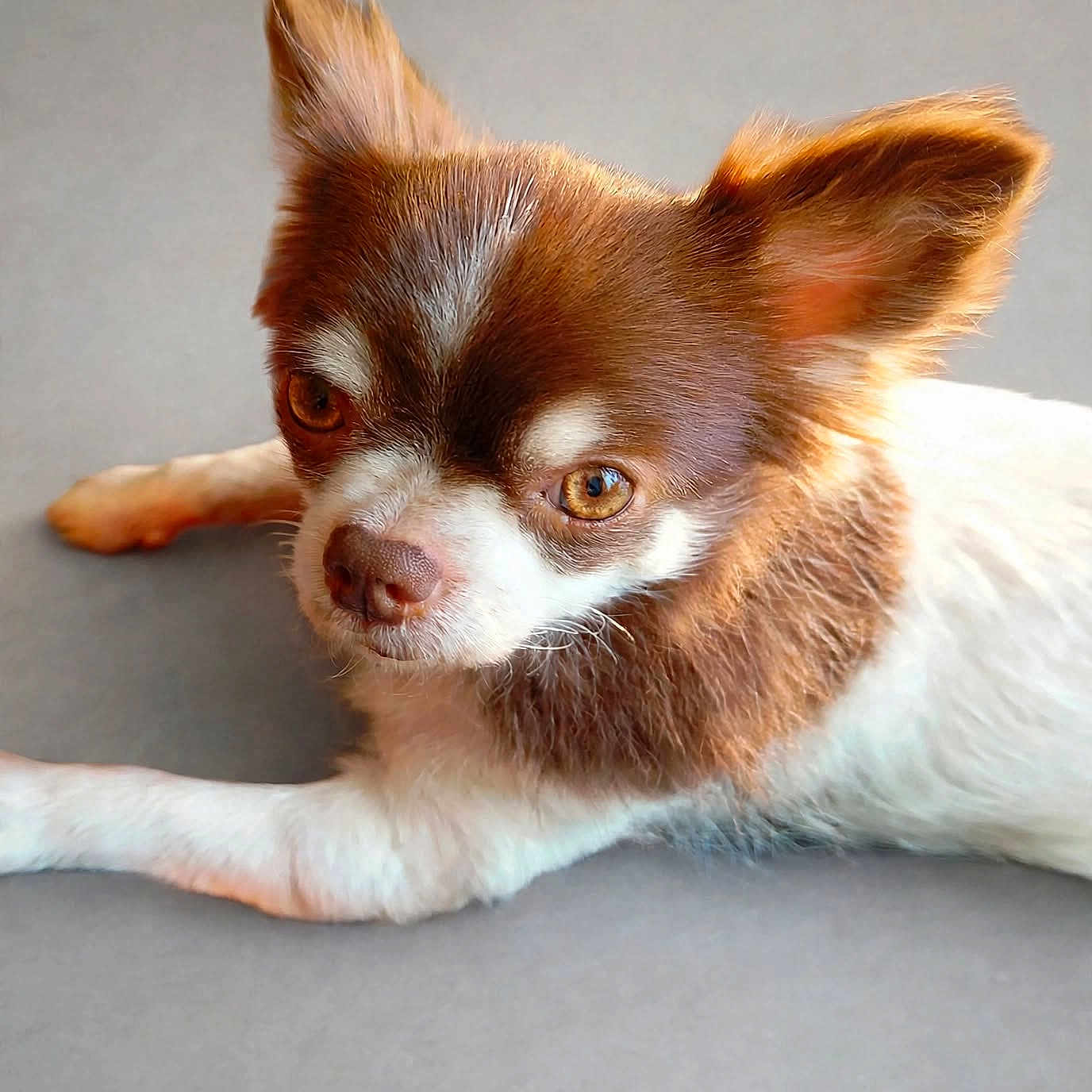 Tessa a rejoint le concours — aidez-le/la à gagner de superbes lots ! dog, puppy, brown_and_white, small_dog, long_ears, upright_ears, lying_down, relaxed, portrait, close_up, pet, fur, paws, eyes, nose, indoor, gray_background, natural_light, chihuahua, adorable