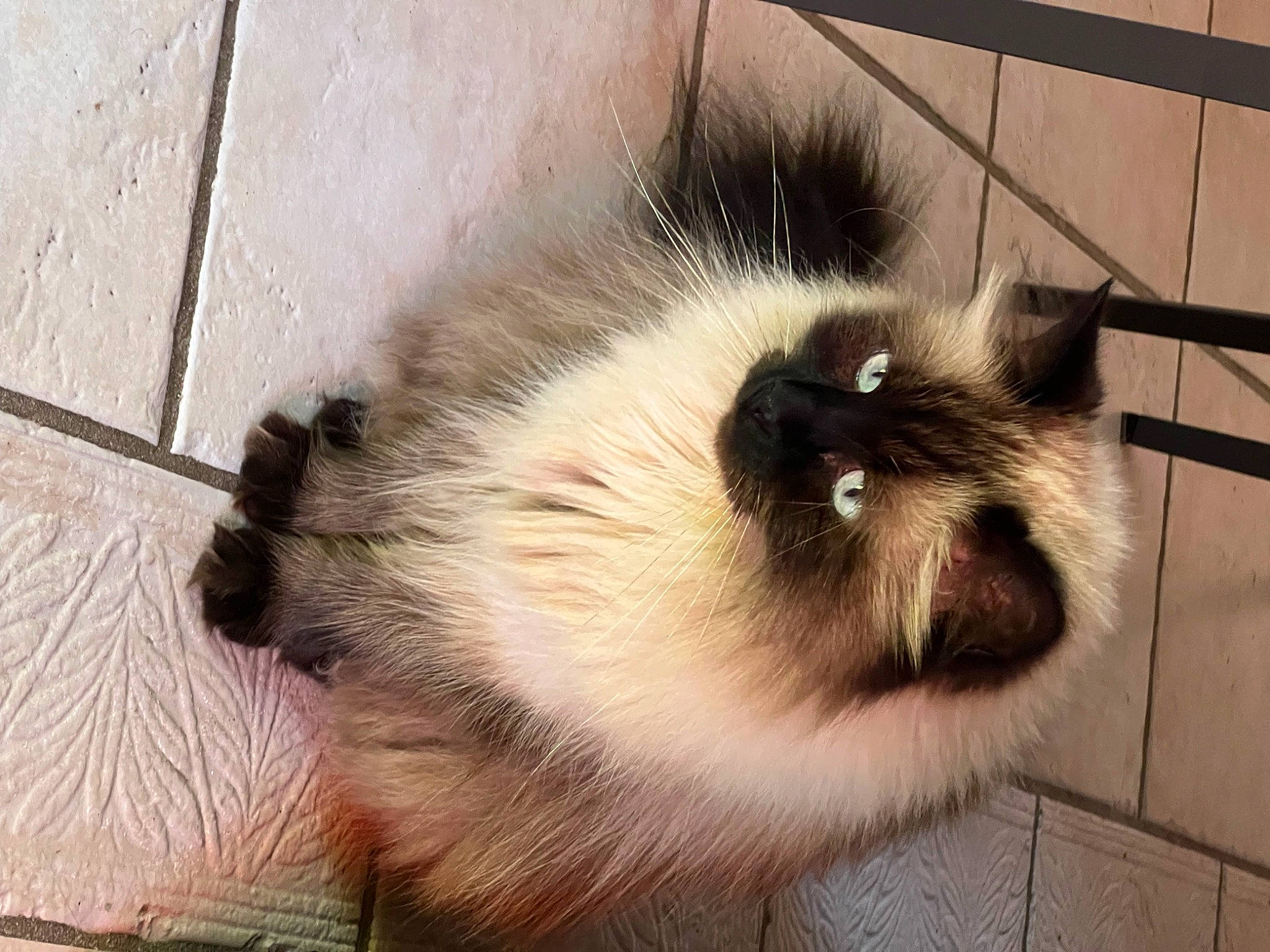 Lyly a rejoint le concours — aidez-le/la à gagner de superbes lots ! balinese, birman, carnivore, companion_dog, dog_breed, fawn, felidae, fur, idiophone, siamese, small_to_medium_sized_cats, tail, terrestrial_animal, whiskers, wildlife, working_animal