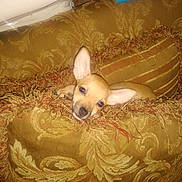 Honey joined the competition — help win amazing prizes! dog, puppy, chihuahua, small_dog, tan_fur, large_ears, brown_eyes, black_nose, lying_down, cushion, sofa, upholstery, fringe, textile, indoor, home, cozy, portrait, flash_photography, relaxed
