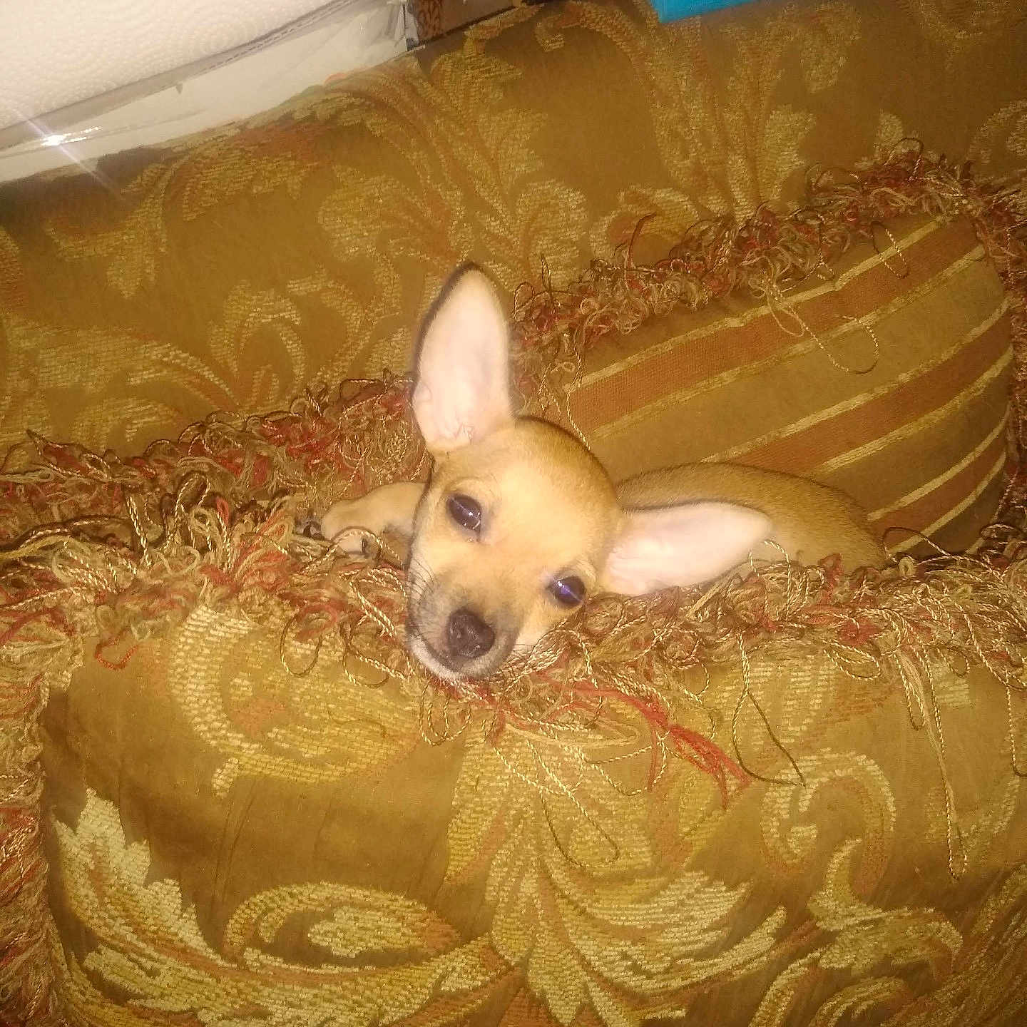 Honey joined the competition — help win amazing prizes! dog, puppy, chihuahua, small_dog, tan_fur, large_ears, brown_eyes, black_nose, lying_down, cushion, sofa, upholstery, fringe, textile, indoor, home, cozy, portrait, flash_photography, relaxed