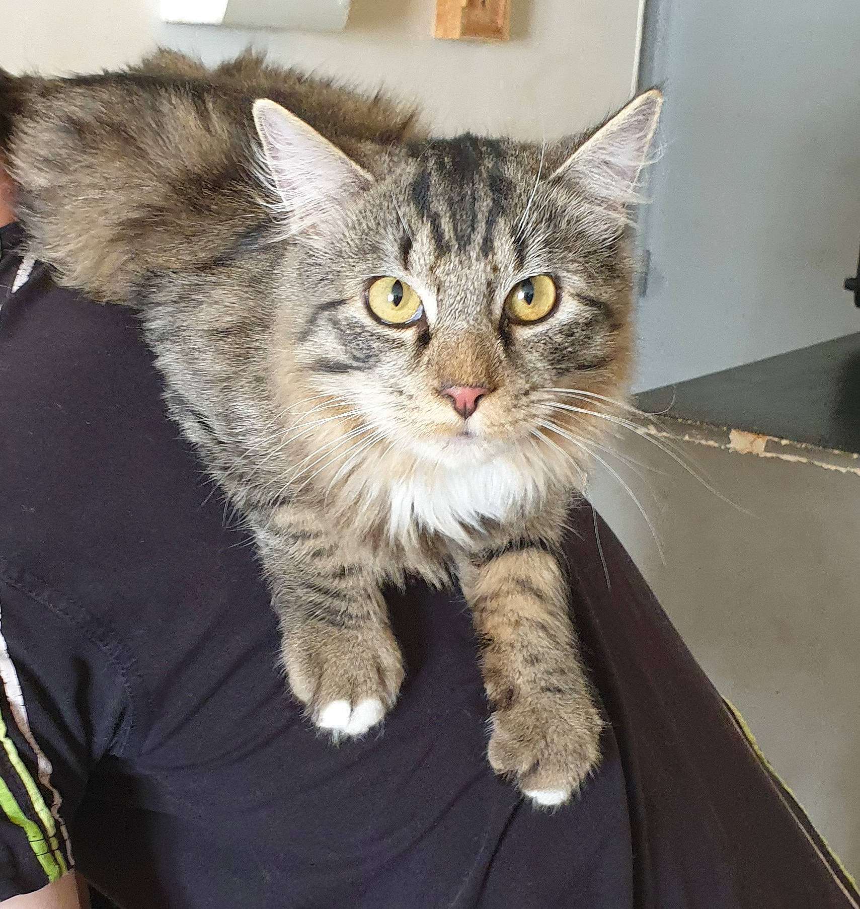 Kawa a rejoint le concours — aidez-le/la à gagner de superbes lots ! carnivore, cat, claw, domestic_short_haired_cat, door, eye, felidae, fur, grey, paw, sitting, small_to_medium_sized_cats, snout, tail, terrestrial_animal, whiskers, window