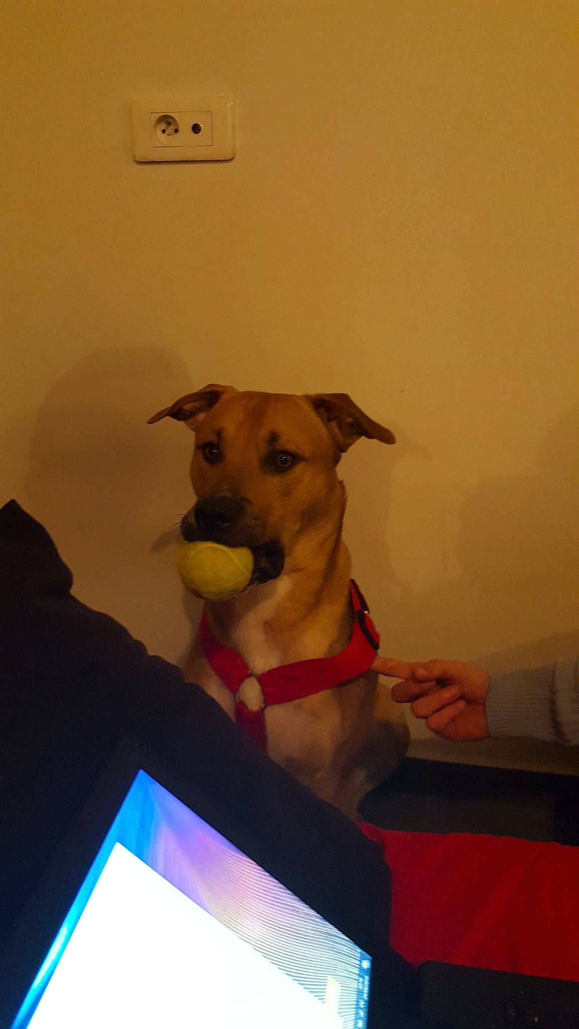 Tyson a rejoint le concours — aidez-le/la à gagner de superbes lots ! canidae, carnivore, dog, dog_breed, ear, fawn, potcake_dog, puppy, snout, sporting_group