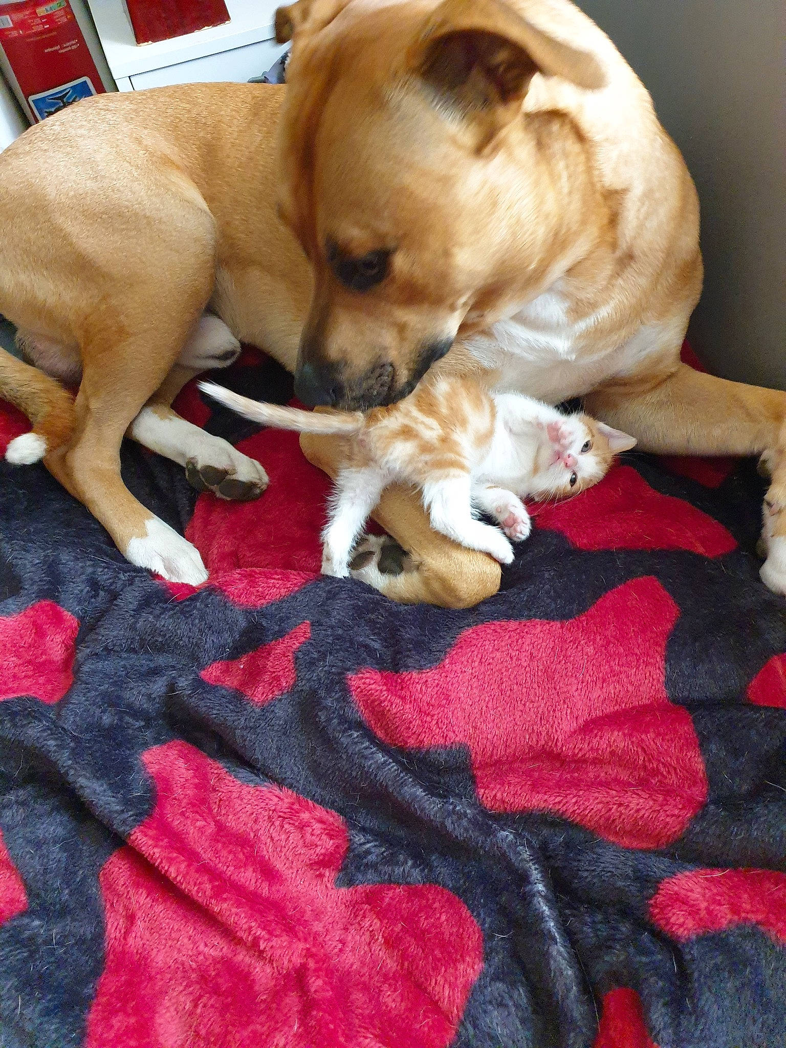 Tyson a rejoint le concours — aidez-le/la à gagner de superbes lots ! beagador, canidae, carnivore, companion_dog, dog, dog_breed, fawn, feist, mammal, paw, potcake_dog, puggle, puppy, puppy_love, snout, sporting_group