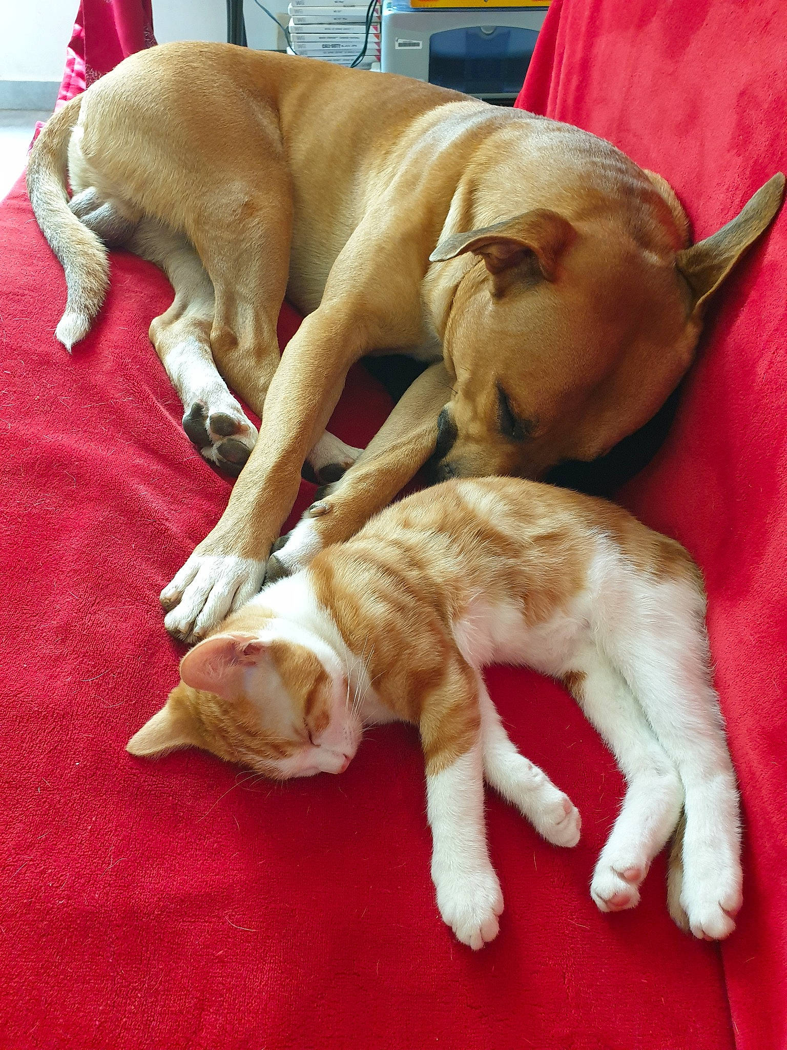 Tyson participe au concours pour gagner de l'argent avec cette photo : canidae, carnivore, companion_dog, dog, dog_breed, fawn, mammal, paw, puppy, puppy_love, sporting_group, tail